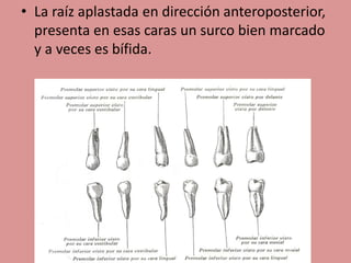 • La raíz aplastada en dirección anteroposterior,
presenta en esas caras un surco bien marcado
y a veces es bífida.
 