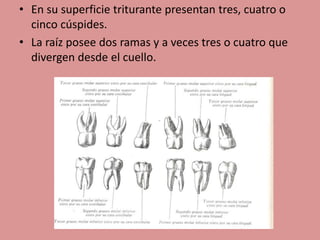 • En su superficie triturante presentan tres, cuatro o
cinco cúspides.
• La raíz posee dos ramas y a veces tres o cuatro que
divergen desde el cuello.
 
