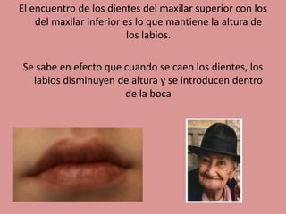 El encuentro de los dientes del maxilar superior con los
del maxilar inferior es lo que mantiene la altura de
los labios.
Se sabe en efecto que cuando se caen los dientes, los
labios disminuyen de altura y se introducen dentro
de la boca
 