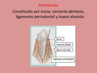 Periodonto
Constituido por encía, cemento dentario,
ligamento periodontal y hueso alveolar.
 
