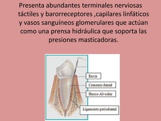 Presenta abundantes terminales nerviosas
táctiles y barorreceptores ,capilares linfáticos
y vasos sanguíneos glomerulares que actúan
como una prensa hidráulica que soporta las
presiones masticadoras.
 