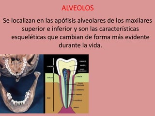 ALVEOLOS
Se localizan en las apófisis alveolares de los maxilares
superior e inferior y son las características
esqueléticas que cambian de forma más evidente
durante la vida.
 