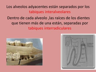Los alveolos adyacentes están separados por los
tabiques interalveolares
Dentro de cada alveolo ,las raíces de los dientes
que tienen más de una están, separadas por
tabiques interradiculares
 
