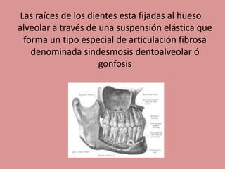 Las raíces de los dientes esta fijadas al hueso
alveolar a través de una suspensión elástica que
forma un tipo especial de articulación fibrosa
denominada sindesmosis dentoalveolar ó
gonfosis
 