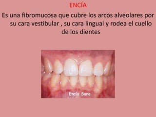 ENCÍA
Es una fibromucosa que cubre los arcos alveolares por
su cara vestibular , su cara lingual y rodea el cuello
de los dientes
 
