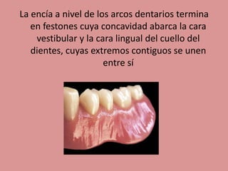 La encía a nivel de los arcos dentarios termina
en festones cuya concavidad abarca la cara
vestibular y la cara lingual del cuello del
dientes, cuyas extremos contiguos se unen
entre sí
 