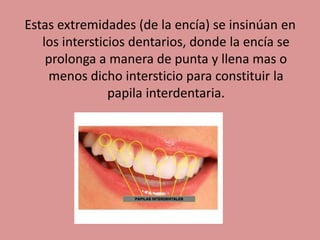 Estas extremidades (de la encía) se insinúan en
los intersticios dentarios, donde la encía se
prolonga a manera de punta y llena mas o
menos dicho intersticio para constituir la
papila interdentaria.
 
