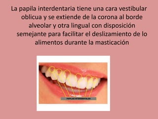 La papila interdentaria tiene una cara vestibular
oblicua y se extiende de la corona al borde
alveolar y otra lingual con disposición
semejante para facilitar el deslizamiento de lo
alimentos durante la masticación
 