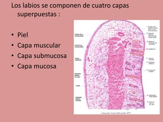 Los labios se componen de cuatro capas
superpuestas :
• Piel
• Capa muscular
• Capa submucosa
• Capa mucosa
 
