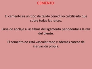 CEMENTO
El cemento es un tipo de tejido conectivo calcificado que
cubre todas las raíces.
Sirve de anclaje a las fibras del ligamento periodontal a la raíz
del diente.
El cemento no está vascularizado y además carece de
inervación propia.
 