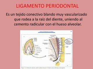 LIGAMENTO PERIODONTAL
Es un tejido conectivo blando muy vascularizado
que rodea a la raíz del diente, uniendo al
cemento radicular con el hueso alveolar.
 