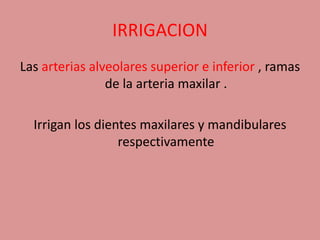 IRRIGACION
Las arterias alveolares superior e inferior , ramas
de la arteria maxilar .
Irrigan los dientes maxilares y mandibulares
respectivamente
 