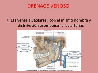DRENAGE VENOSO
• Las venas alveolares , con el mismo nombre y
distribución acompañan a las arterias
 