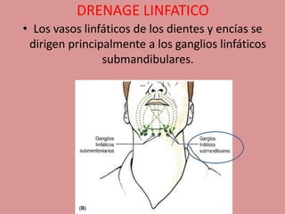 DRENAGE LINFATICO
• Los vasos linfáticos de los dientes y encías se
dirigen principalmente a los ganglios linfáticos
submandibulares.
 