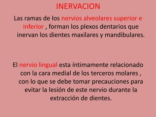 INERVACION
Las ramas de los nervios alveolares superior e
inferior , forman los plexos dentarios que
inervan los dientes maxilares y mandibulares.
El nervio lingual esta íntimamente relacionado
con la cara medial de los terceros molares ,
con lo que se debe tomar precauciones para
evitar la lesión de este nervio durante la
extracción de dientes.
 