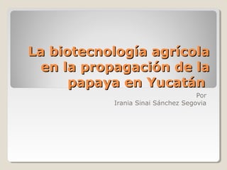 La biotecnología agrícolaLa biotecnología agrícola
en la propagación de laen la propagación de la
papaya en Yucatánpapaya en Yucatán
Por
Irania Sinai Sánchez Segovia
 