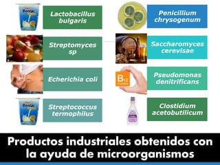 Productos industriales obtenidos con
la ayuda de microorganismos
Lactobacillus
bulgaris
Streptomyces
sp
Echerichia coli
Streptococcus
termophilus
Penicillium
chrysogenum
Saccharomyces
cerevisae
Pseudomonas
denitrificans
Clostidium
acetobutilicum
 