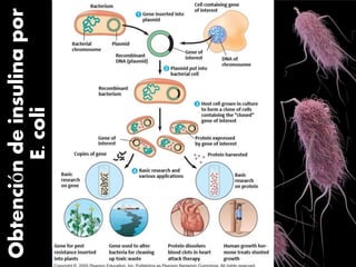Obtencióndeinsulinapor
E.coli
 