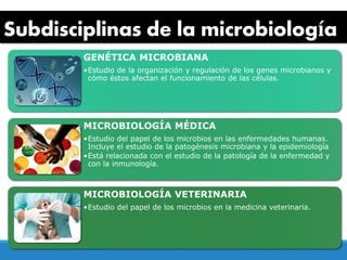 Subdisciplinas de la microbiología
GENÉTICA MICROBIANA
•Estudio de la organización y regulación de los genes microbianos y
cómo éstos afectan el funcionamiento de las células.
MICROBIOLOGÍA MÉDICA
•Estudio del papel de los microbios en las enfermedades humanas.
Incluye el estudio de la patogénesis microbiana y la epidemiología
•Está relacionada con el estudio de la patología de la enfermedad y
con la inmunología.
MICROBIOLOGÍA VETERINARIA
•Estudio del papel de los microbios en la medicina veterinaria.
 