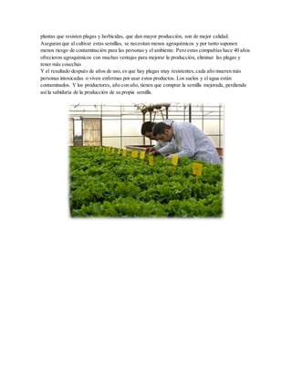 plantas que resisten plagas y herbicidas, que dan mayor producción, son de mejor calidad.
Aseguran que al cultivar estas semillas, se necesitan menos agroquímicos y por tanto suponen
menos riesgo de contaminación para las personas y el ambiente. Pero estas compañías hace 40 años
ofrecieron agroquímicos con muchas ventajas para mejorar la producción, eliminar las plagas y
tener más cosechas
Y el resultado después de años de uso, es que hay plagas muy resistentes,cada año mueren más
personas intoxicadas o viven enfermas por usar estos productos. Los suelos y el agua están
contaminados. Y los productores, año con año, tienen que comprar la semilla mejorada, perdiendo
así la sabiduría de la producción de su propia semilla.
 