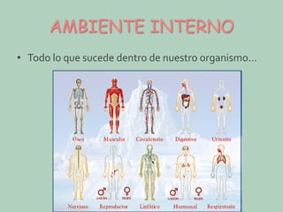 AMBIENTE INTERNO
• Todo lo que sucede dentro de nuestro organismo...

 