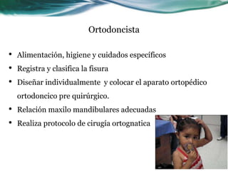 Ortodoncista
• Alimentación, higiene y cuidados específicos
• Registra y clasifica la fisura
• Diseñar individualmente y colocar el aparato ortopédico
ortodoncico pre quirúrgico.
• Relación maxilo mandibulares adecuadas
• Realiza protocolo de cirugía ortognatica
 
