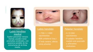 Labio hendido
•1/700-1/1000
nacimientos
•80% unilateral (izq.)
•♂ más severo, afecta
encía alveolar
Paladar hendido
•4/10 000
nacimientos
•El paladar hendido
medial está asociado
a diferentes
síndromes
Labio hendido
medial
Suelen presentar retraso
mental, pueden tener
anomalías cerebrales, con
ausencia variable de las
estructuras de la línea
media.
 
