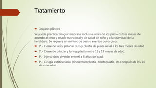 Tratamiento
 Cirujano plástico
Se puede practicar cirugía temprana, inclusive antes de los primeros tres meses, de
acuerdo al peso y estado nutricional y de salud del niño y a la severidad de la
hendidura. Se requiere un mínimo de cuatro eventos quirúrgicos.
 1ª.- Cierre de labio, paladar duro y plastía de punta nasal a los tres meses de edad
 2ª.- Cierre de paladar y faringoplastía entre 12 y 18 meses de edad.
 3ª.- Injerto óseo alveolar entre 6 a 8 años de edad.
 4ª.- Cirugía estética facial (rinoseptumplastía, mentoplastía, etc.) después de los 14
años de edad.
 
