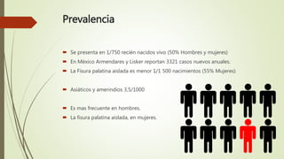 Prevalencia
 Se presenta en 1/750 recién nacidos vivo (50% Hombres y mujeres)
 En México Armendares y Lisker reportan 3321 casos nuevos anuales.
 La Fisura palatina aislada es menor 1/1 500 nacimientos (55% Mujeres)
 Asiáticos y amerindios 3,5/1000
 Es mas frecuente en hombres.
 La fisura palatina aislada, en mujeres.
 