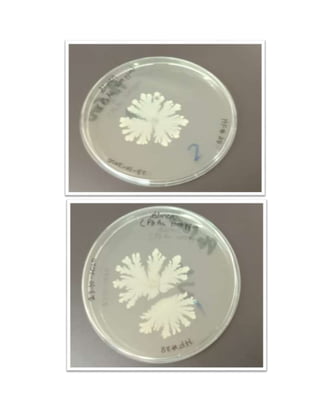 Lab isolated bacillus