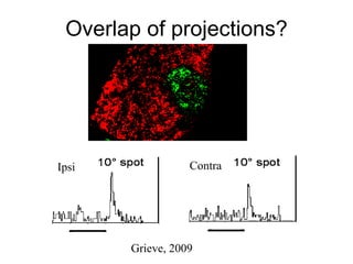 Overlap of projections? Grieve, 2009 Ipsi Contra 