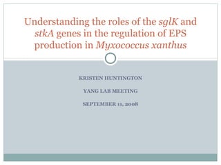 KRISTEN HUNTINGTON YANG LAB MEETING SEPTEMBER 11, 2008 Understanding the roles of the  sglK  and  stkA  genes in the regulation of EPS production in  Myxococcus xanthus 