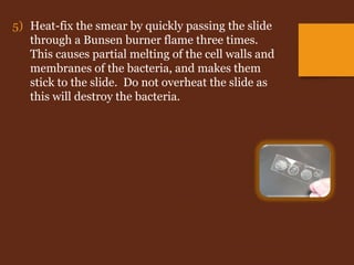 5) Heat-fix the smear by quickly passing the slide
through a Bunsen burner flame three times.
This causes partial melting of the cell walls and
membranes of the bacteria, and makes them
stick to the slide. Do not overheat the slide as
this will destroy the bacteria.
 