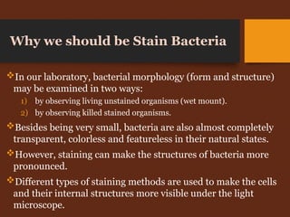 Why we should be Stain Bacteria
In our laboratory, bacterial morphology (form and structure)
may be examined in two ways:
1) by observing living unstained organisms (wet mount).
2) by observing killed stained organisms.
Besides being very small, bacteria are also almost completely
transparent, colorless and featureless in their natural states.
However, staining can make the structures of bacteria more
pronounced.
Different types of staining methods are used to make the cells
and their internal structures more visible under the light
microscope.
 
