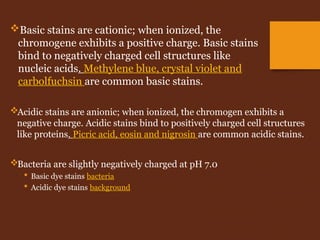 Acidic stains are anionic; when ionized, the chromogen exhibits a
negative charge. Acidic stains bind to positively charged cell structures
like proteins. Picric acid, eosin and nigrosin are common acidic stains.
Bacteria are slightly negatively charged at pH 7.0
 Basic dye stains bacteria
 Acidic dye stains background
Basic stains are cationic; when ionized, the
chromogene exhibits a positive charge. Basic stains
bind to negatively charged cell structures like
nucleic acids. Methylene blue, crystal violet and
carbolfuchsin are common basic stains.
 