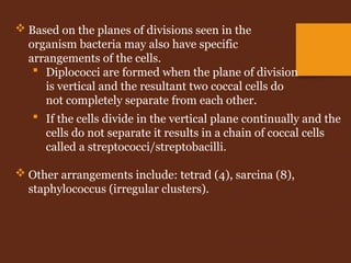  If the cells divide in the vertical plane continually and the
cells do not separate it results in a chain of coccal cells
called a streptococci/streptobacilli.
 Other arrangements include: tetrad (4), sarcina (8),
staphylococcus (irregular clusters).
 Based on the planes of divisions seen in the
organism bacteria may also have specific
arrangements of the cells.
 Diplococci are formed when the plane of division
is vertical and the resultant two coccal cells do
not completely separate from each other.
 