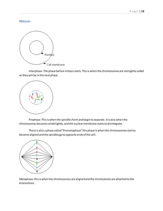 P a g e | 13
Mitosis
Interphase:The phase before mitosisstarts.Thisiswhenthe chromosomesare nottightlycoiled
as theywill be inthe nextphase.
Prophase:Thisiswhenthe spindlesformandbegintoseparate.Itisalso whenthe
chromosomesbecome coiledtightly,andthe nuclearmembrane startstodisintegrate.
There isalso a phase called“Prometaphase”thisphase iswhenthe chromosomesstartto
become alignedandthe spindlesgotoopposite endsof the cell.
Metaphase:thisiswhenthe chromosomesare alignedandthe microtubulesare attachedtothe
kinetochore.
 