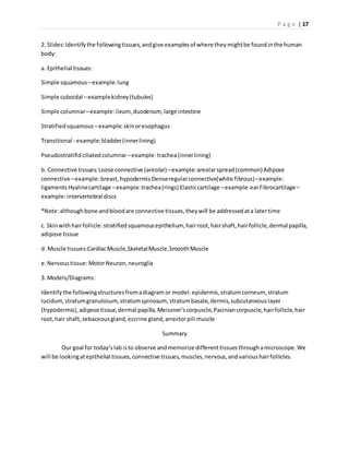 P a g e | 17
2. Slides:Identifythe followingtissues,andgive examplesof where theymightbe foundinthe human
body:
a. Epithelial tissues:
Simple squamous –example:lung
Simple cuboidal –examplekidney(tubules)
Simple columnar–example:ileum, duodenum, large intestine
Stratifiedsquamous –example:skinoresophagus
Transitional - example:bladder(innerlining)
Pseudostratifidciliatedcolumnar–example:trachea(innerlining)
b. Connective tissues: Loose connective (areolar) –example:areolarspread(common)Adipose
connective –example:breast,hypodermis Denseregularconnective(white fibrous)–example:
ligamentsHyalinecartilage –example:trachea(rings) Elasticcartilage –example:earFibrocartilage–
example:intervertebral discs
*Note:althoughbone andbloodare connective tissues,theywill be addressedata latertime
c. Skinwithhairfollicle:stratifiedsquamousepithelium, hairroot,hairshaft,hairfollicle,dermal papilla,
adipose tissue
d. Muscle tissues:CardiacMuscle,SkeletalMuscle,SmoothMuscle
e.Nervoustissue:MotorNeuron,neuroglia
3. Models/Diagrams:
Identifythe followingstructuresfromadiagram or model:epidermis,stratumcorneum, stratum
lucidum,stratumgranulosum,stratumspinosum, stratumbasale,dermis,subcutaneouslayer
(hypodermis),adipose tissue,dermal papilla,Meissner’scorpuscle,Paciniancorpuscle,hairfollicle,hair
root,hair shaft,sebaceousgland,eccrine gland,arrectorpili muscle
Summary
Our goal for today’slab isto observe andmemorize different tissuesthroughamicroscope.We
will be lookingatepithelial tissues,connective tissues,muscles,nervous,andvarioushairfollicles.
 