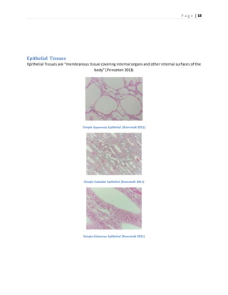 P a g e | 18
Epithelial Tissues
Epithelial Tissues are “membranous tissue covering internal organs and other internal surfaces of the
body” (Princeton 2013)
Simple Squamous Epithelial (Romstedt 2011)
Simple Cuboidal Epithelial (Romstedt 2011)
Simple Columnar Epithelial (Ramstedt 2011)
 