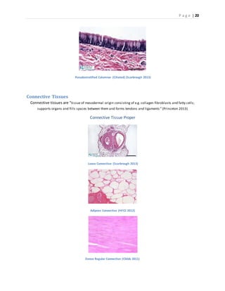 P a g e | 20
Pseudostratified Columnar (Ciliated) (Scarbrough 2013)
Connective Tissues
Connective tissues are “tissue of mesodermal origin consisting of e.g. collagen fibroblasts and fatty cells;
supports organs and fills spaces between them and forms tendons and ligaments ” (Princeton 2013)
Connective Tissue Proper
Loose Connective (Scarbrough 2013)
Adipose Connective (HFCC 2012)
Dense Regular Connective (Childs 2011)
 