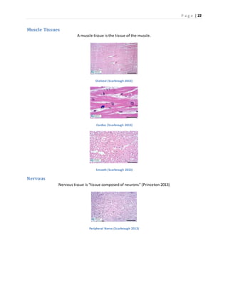P a g e | 22
Muscle Tissues
A muscle tissue is the tissue of the muscle.
Skeletal (Scarbrough 2013)
Cardiac (Scarbrough 2013)
Smooth (Scarbrough 2013)
Nervous
Nervous tissue is “tissue composed of neurons” (Princeton 2013)
Peripheral Nerve (Scarbrough 2013)
 
