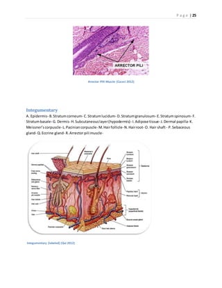 P a g e | 25
Arrector Pilli Muscle (Caceci 2012)
Integumentary
A. Epidermis- B.Stratumcorneum- C.Stratumlucidum- D.Stratumgranulosum- E.Stratumspinosum- F.
Stratumbasale- G. Dermis- H.Subcutaneouslayer(hypodermis)- I.Adipose tissue-J.Dermal papilla-K.
Meissner’scorpuscle-L.Paciniancorpuscle- M.Hairfollicle-N.Hairroot- O. Hair shaft- P.Sebaceous
gland- Q.Eccrine gland- R.Arrector pili muscle-
Integumentary (labeled) (Qui 2012)
 