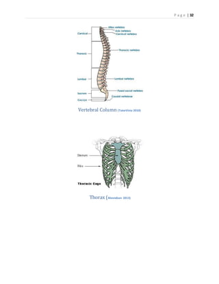 P a g e | 32
Vertebral Column (TutorVista 2010)
Thorax (Ahrendsen 2013)
 