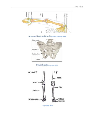 P a g e | 33
Arm and Pectoral Girdle (Creative Commons 2004)
Pelvic Girdle (e-sy.info. 2007)
Leg(Rauch 2012)
 