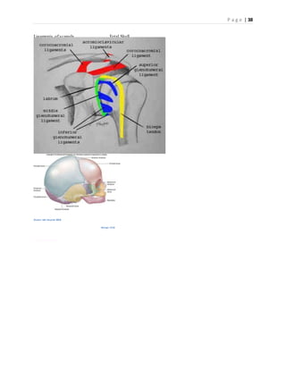 P a g e | 38
Ligaments of scapula Fetal Skull
(Euxton Hall Hospital 2009)
Moeger 2010
 