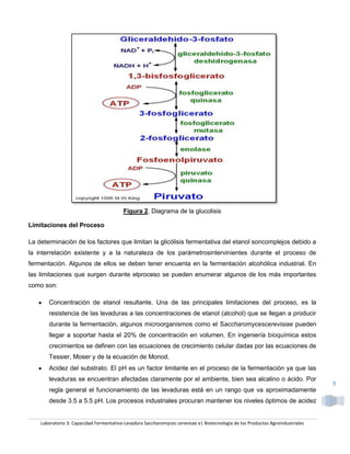 Figura 2. Diagrama de la glucolisis

Limitaciones del Proceso

La determinación de los factores que limitan la glicólisis fermentativa del etanol soncomplejos debido a
la interrelación existente y a la naturaleza de los parámetrosintervinientes durante el proceso de
fermentación. Algunos de ellos se deben tener encuenta en la fermentación alcohólica industrial. En
las limitaciones que surgen durante elproceso se pueden enumerar algunos de los más importantes
como son:

       Concentración de etanol resultante. Una de las principales limitaciones del proceso, es la
       resistencia de las levaduras a las concentraciones de etanol (alcohol) que se llegan a producir
       durante la fermentación, algunos microorganismos como el Saccharomycescerevisiae pueden
       llegar a soportar hasta el 20% de concentración en volumen. En ingeniería bioquímica estos
       crecimientos se definen con las ecuaciones de crecimiento celular dadas por las ecuaciones de
       Tessier, Moser y de la ecuación de Monod.
       Acidez del substrato. El pH es un factor limitante en el proceso de la fermentación ya que las
       levaduras se encuentran afectadas claramente por el ambiente, bien sea alcalino o ácido. Por
                                                                                                                                9
       regla general el funcionamiento de las levaduras está en un rango que va aproximadamente
       desde 3.5 a 5.5 pH. Los procesos industriales procuran mantener los niveles óptimos de acidez


    Laboratorio 3: Capacidad Fermentativa-Levadura Saccharomyces cerevisae e| Biotecnología de los Productos Agroindustriales
 