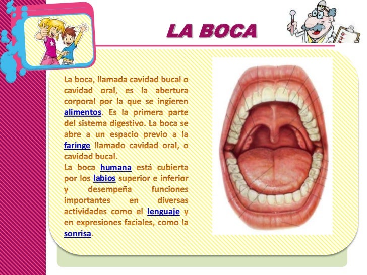 Dibujos De La Boca Y Sus Partes Partes De La Boca