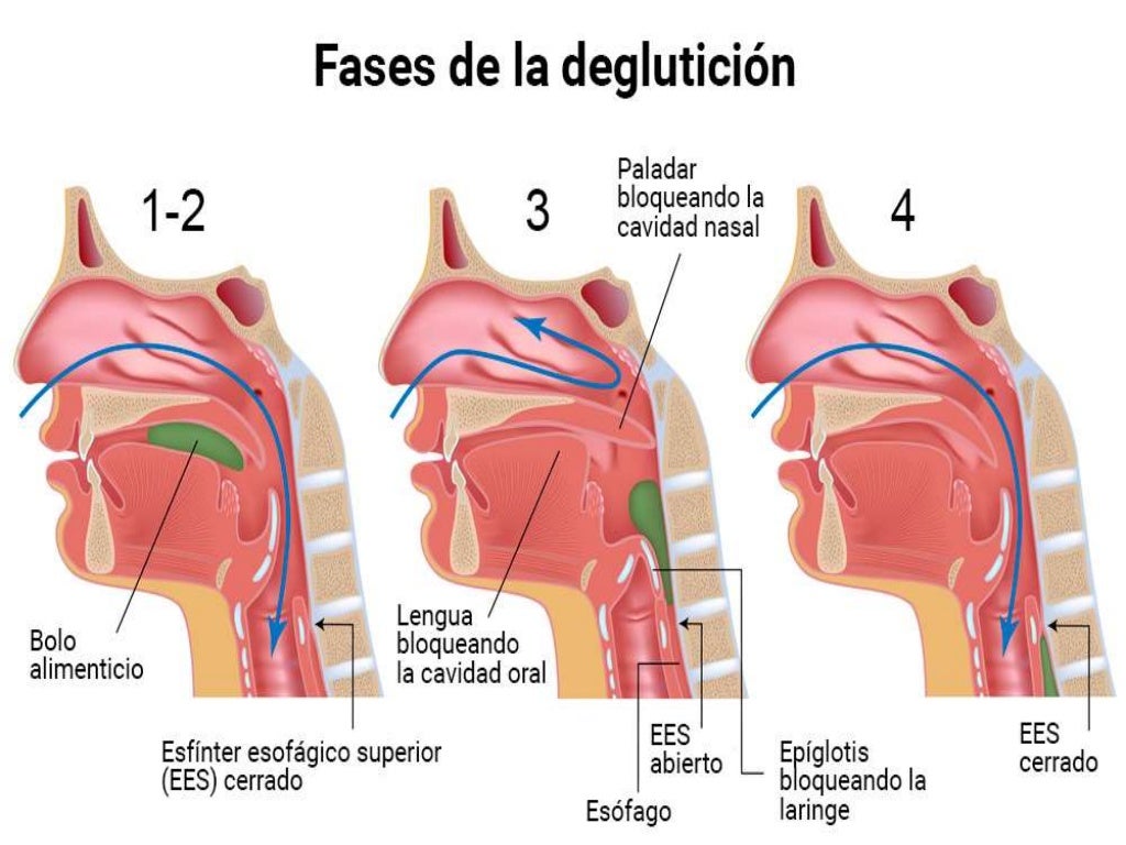 La boca "anatomía y fisiología"