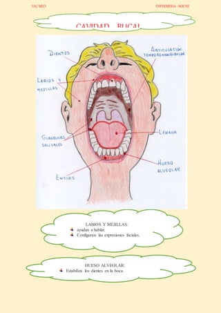 YAC MED ENFERMERIA-NOCHE
CAVIDAD BUCAL
LABIOS Y MEJILLAS:
ayudan a hablar.
Configuran las expresiones faciales.
HUESO ALVEOLAR:
Estabiliza los dientes en la boca.
 