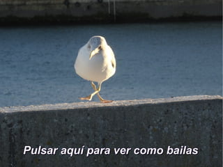 Pulsar aquí para ver como bailasPulsar aquí para ver como bailas
 